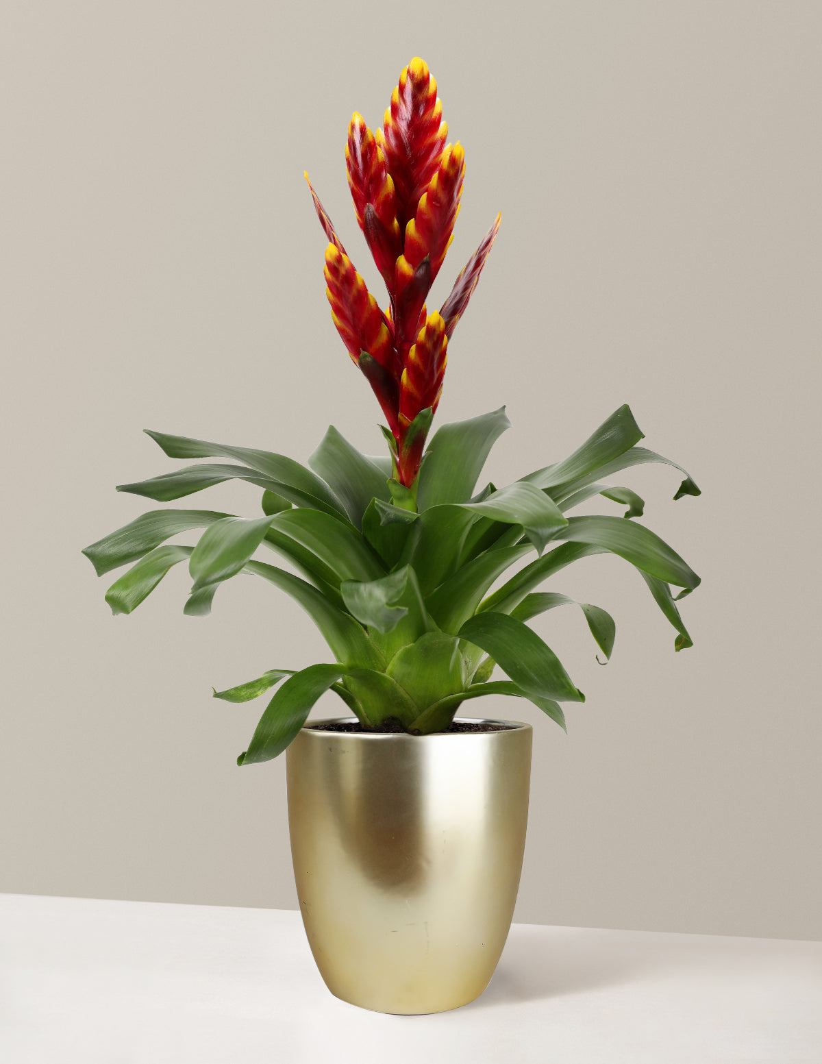 bromelie vriesea Bromeliad Vriesea ‘Vogue’