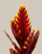 Bromeliad Vriesea ‘Vogue’