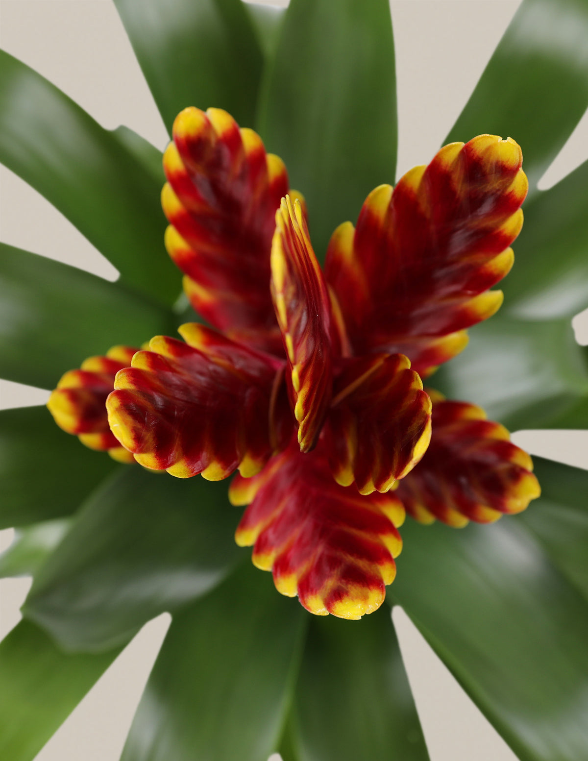 Bromeliad Assortment