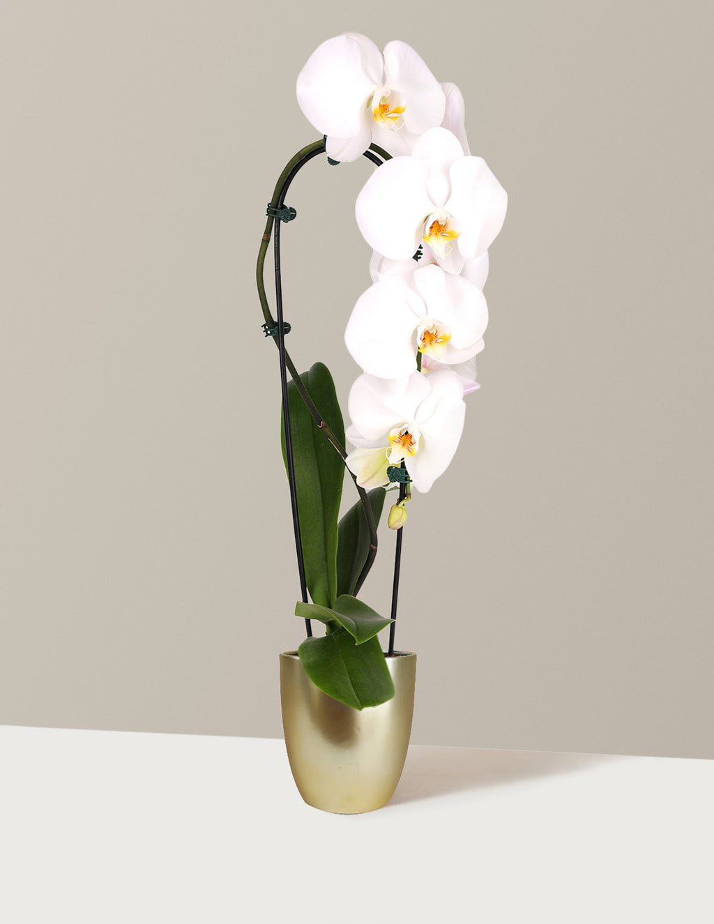 bundle | White | Marcelle | Gold