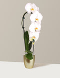 bundle | White | Marcelle | Gold