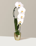 bundle | White | Marcelle | Gold
