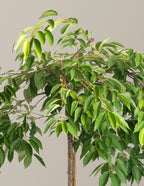 Weeping Yoshino Flowering Cherry