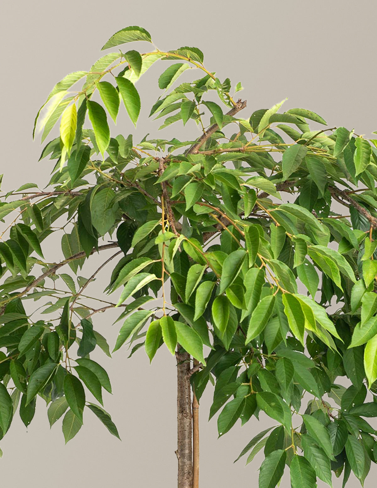 Weeping Yoshino Flowering Cherry