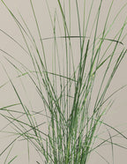 White Cloud Muhly Grass