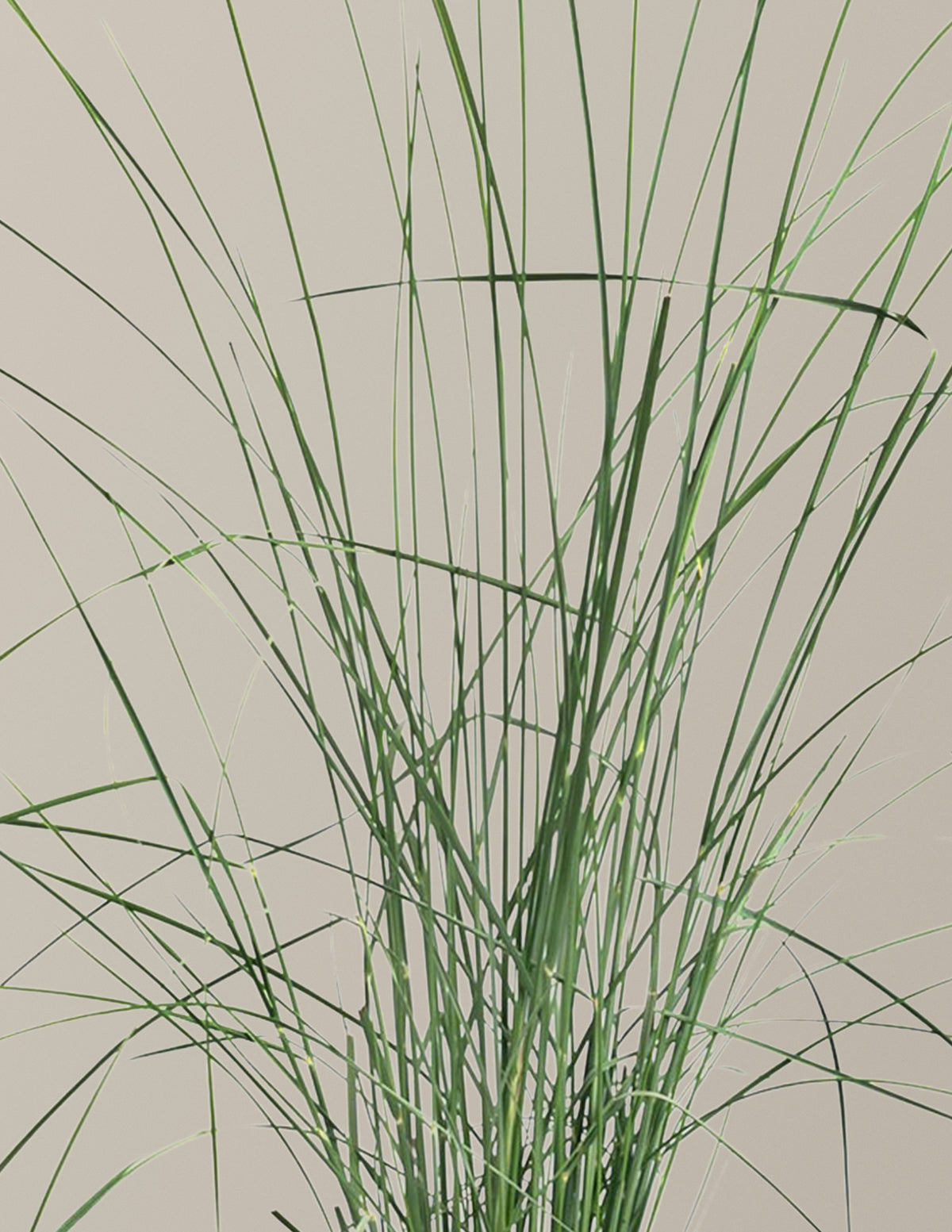 White Cloud Muhly Grass