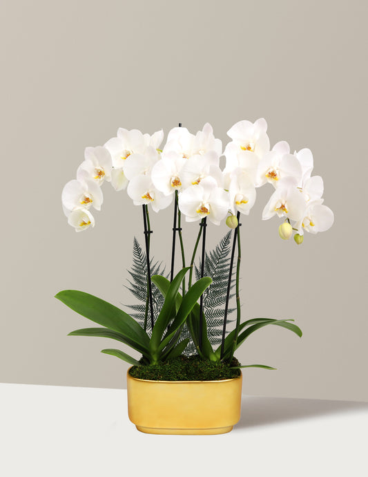 Large Double Orchid