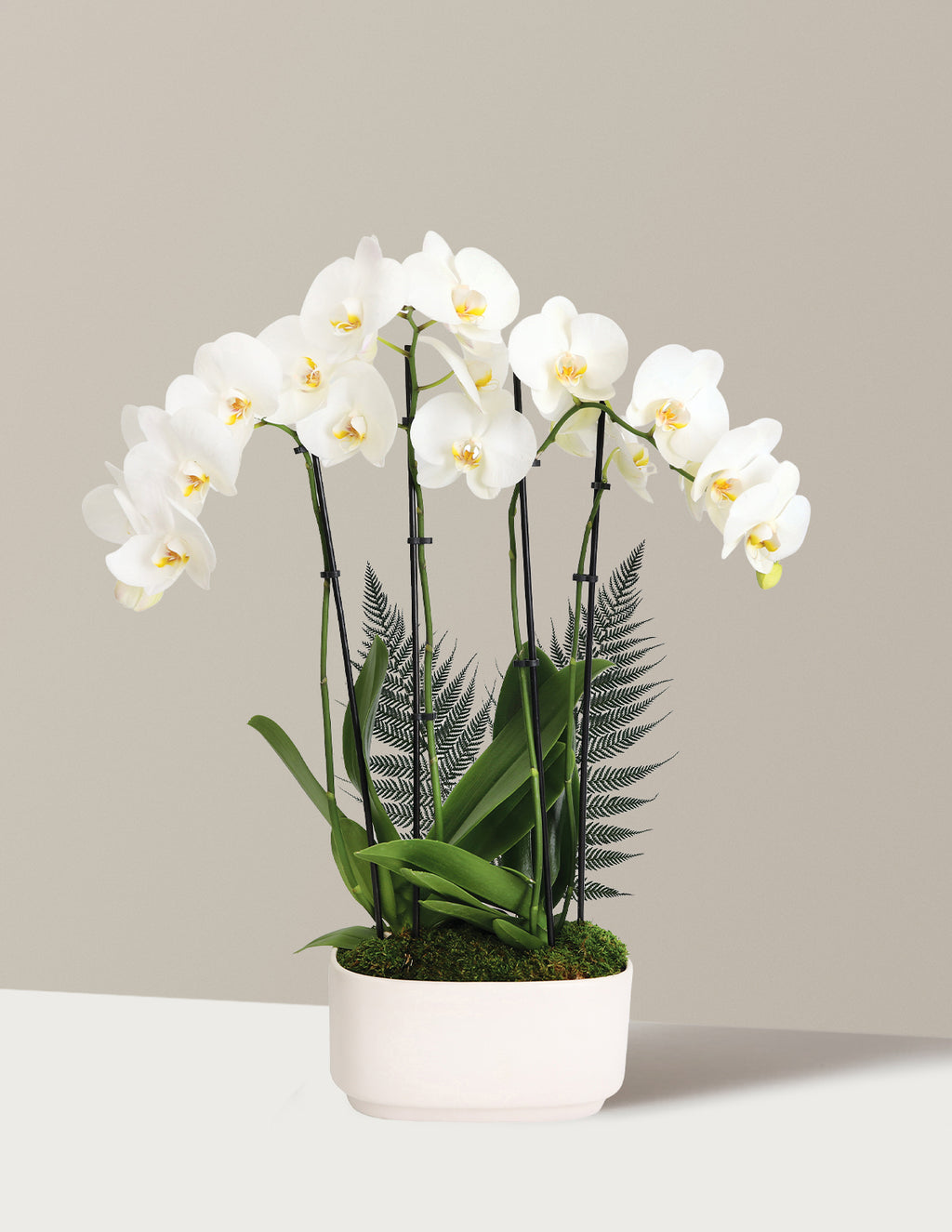 bundle | Small | Double | White