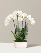bundle | Small | Double | White