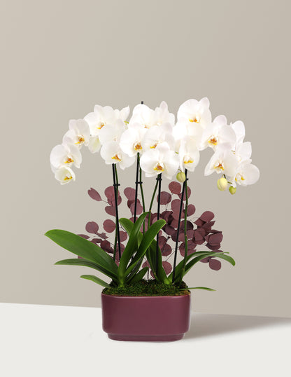 Large Double Orchid