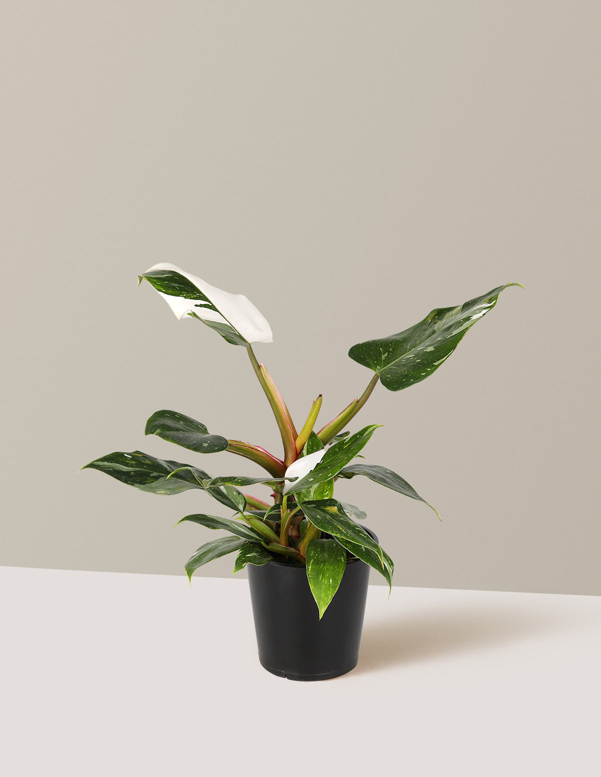 philodendron white princess nz Philodendron White Princess Houseplant with Planter - Small (11-15" tall) Stone Planter