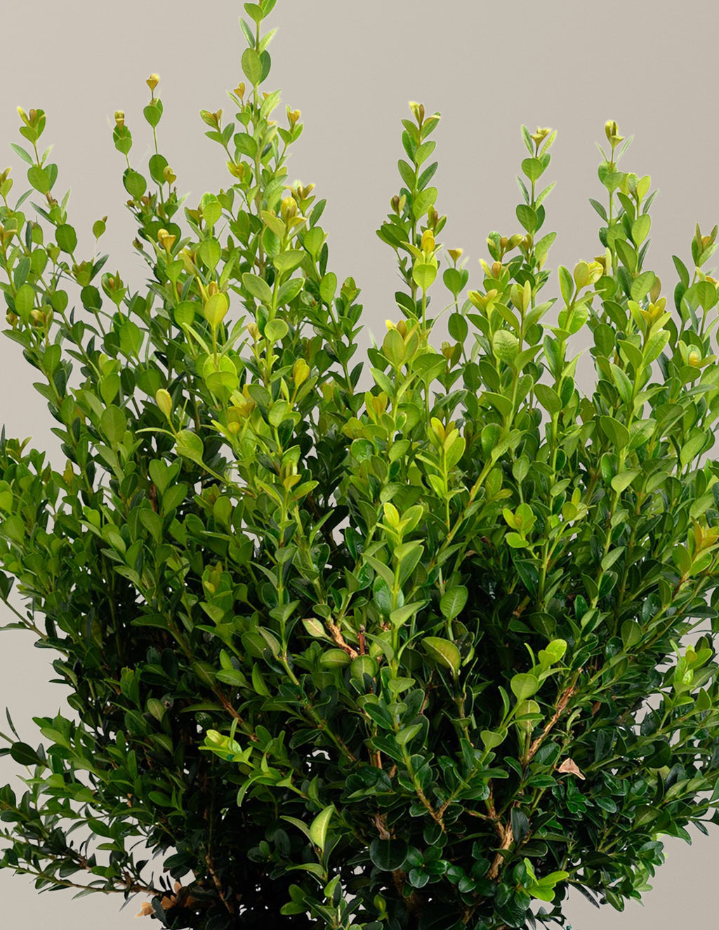 Winter Gem Boxwood