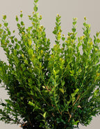 Winter Gem Boxwood