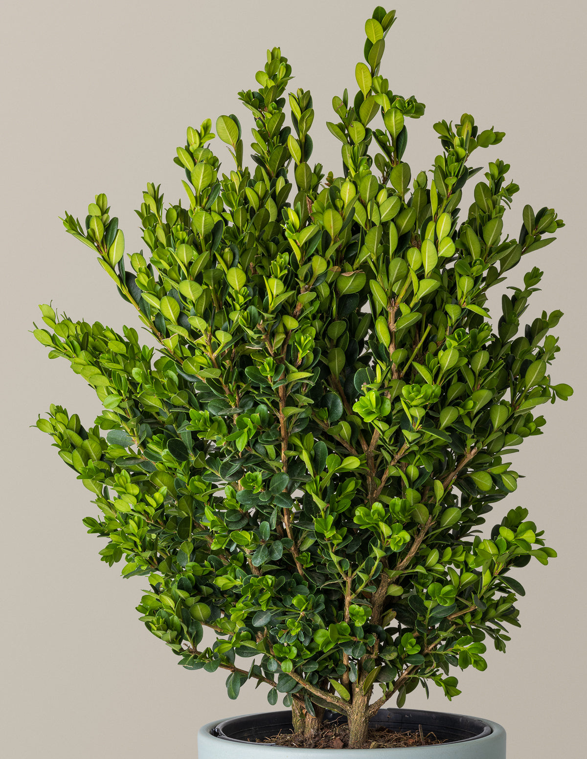 wintergreen house plant Wintergreen Boxwood | 1 Gallon