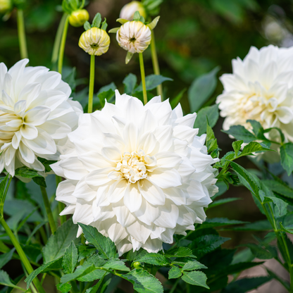 Wittem Dahlia Bulbs