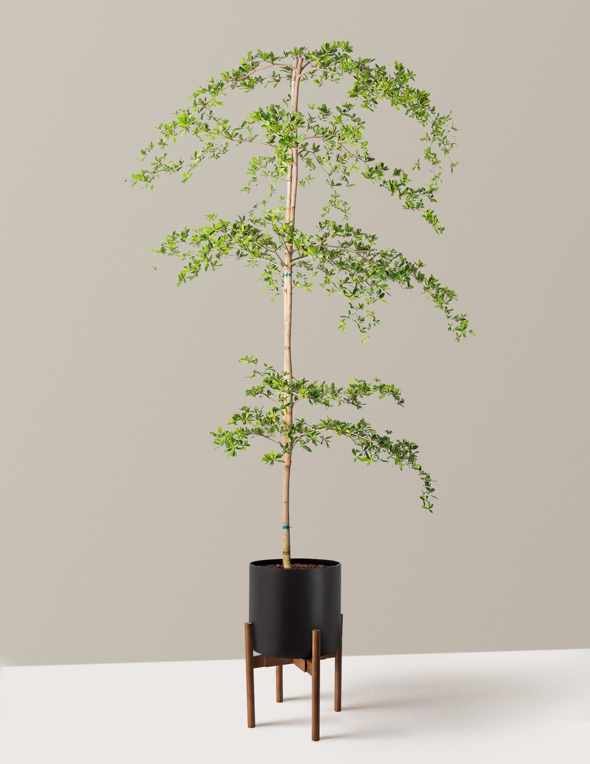 Black Olive Tree