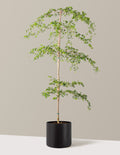 Black Olive Tree