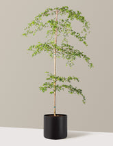 Black Olive Tree
