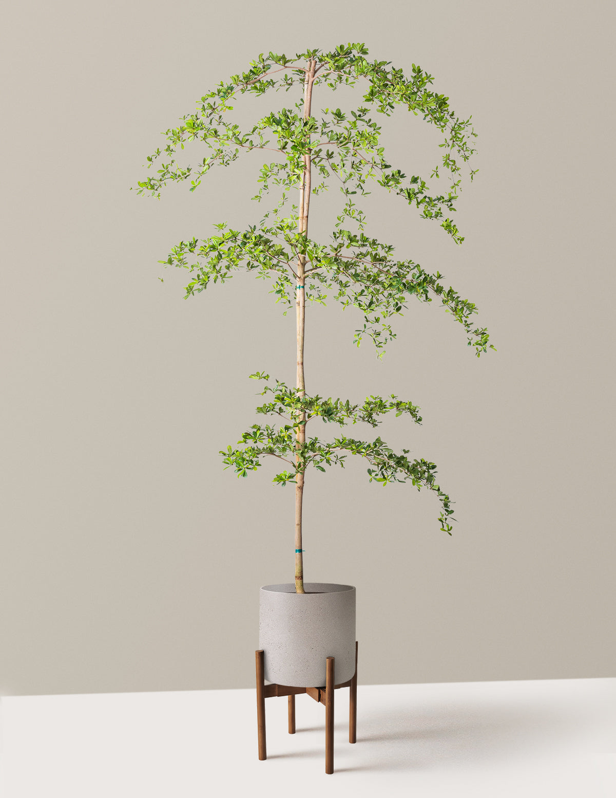 Black Olive Tree