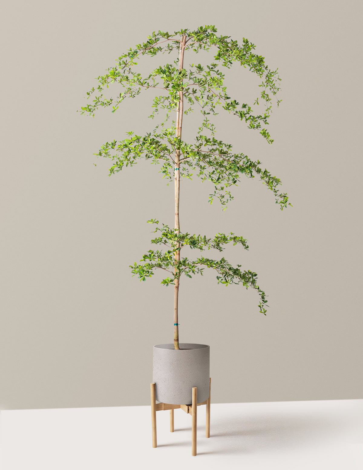 Black Olive Tree