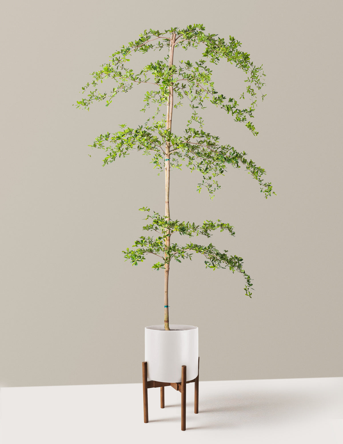 Black Olive Tree