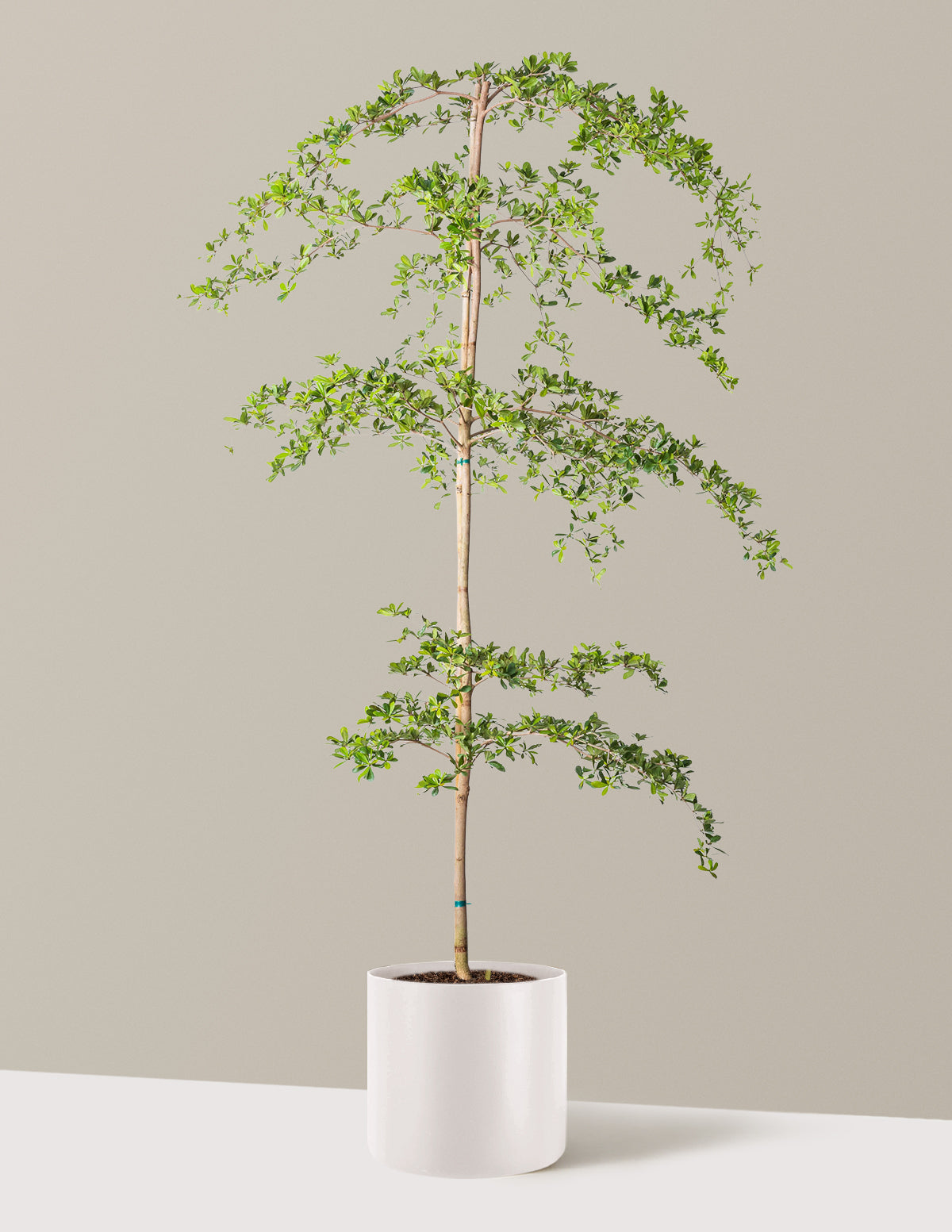 Black Olive Tree