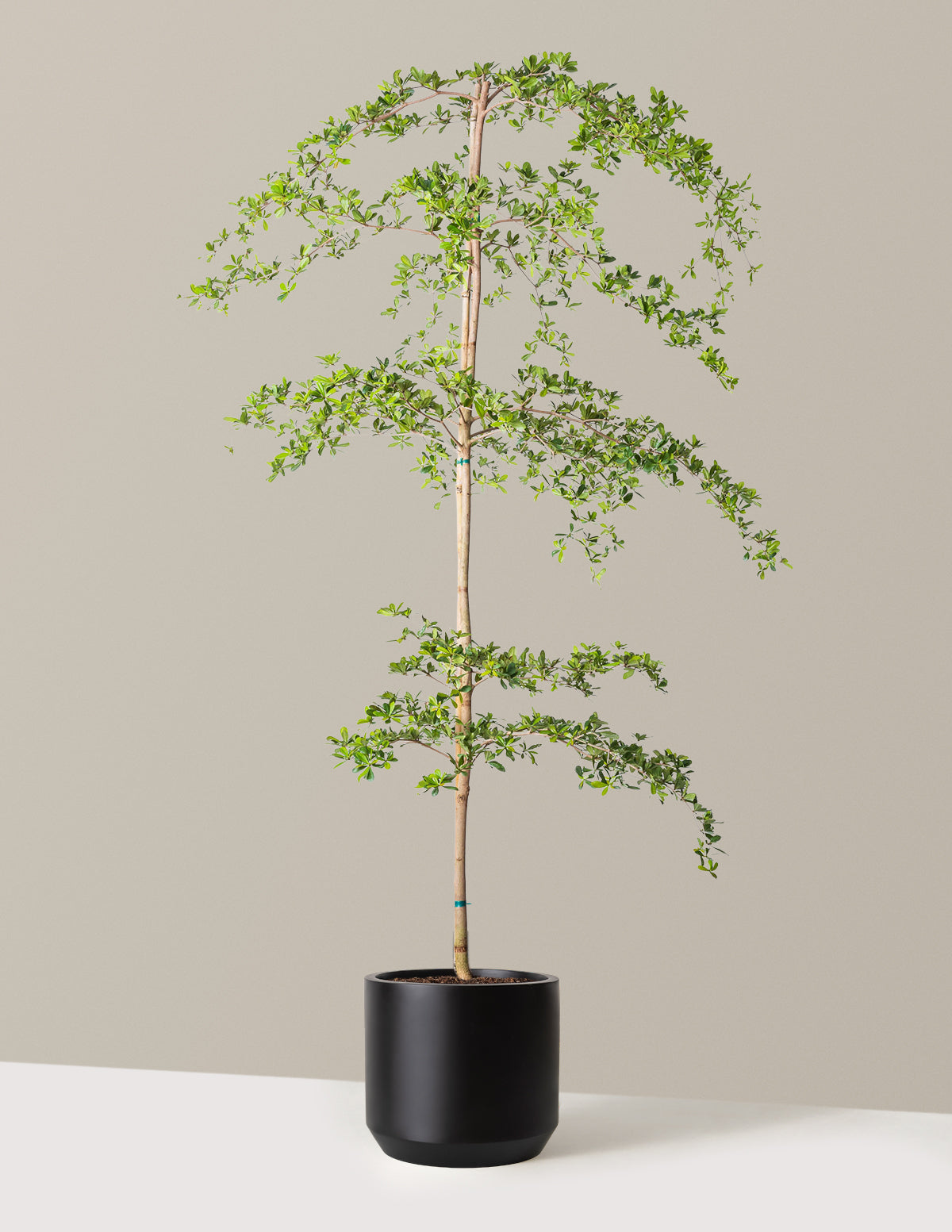 Black Olive Tree