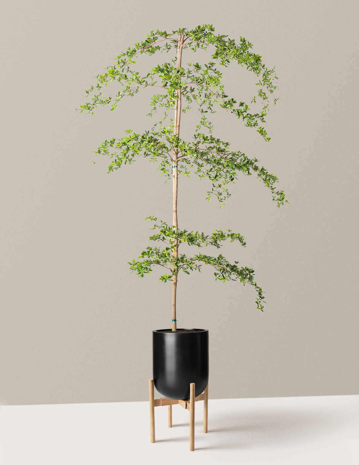 Black Olive Tree