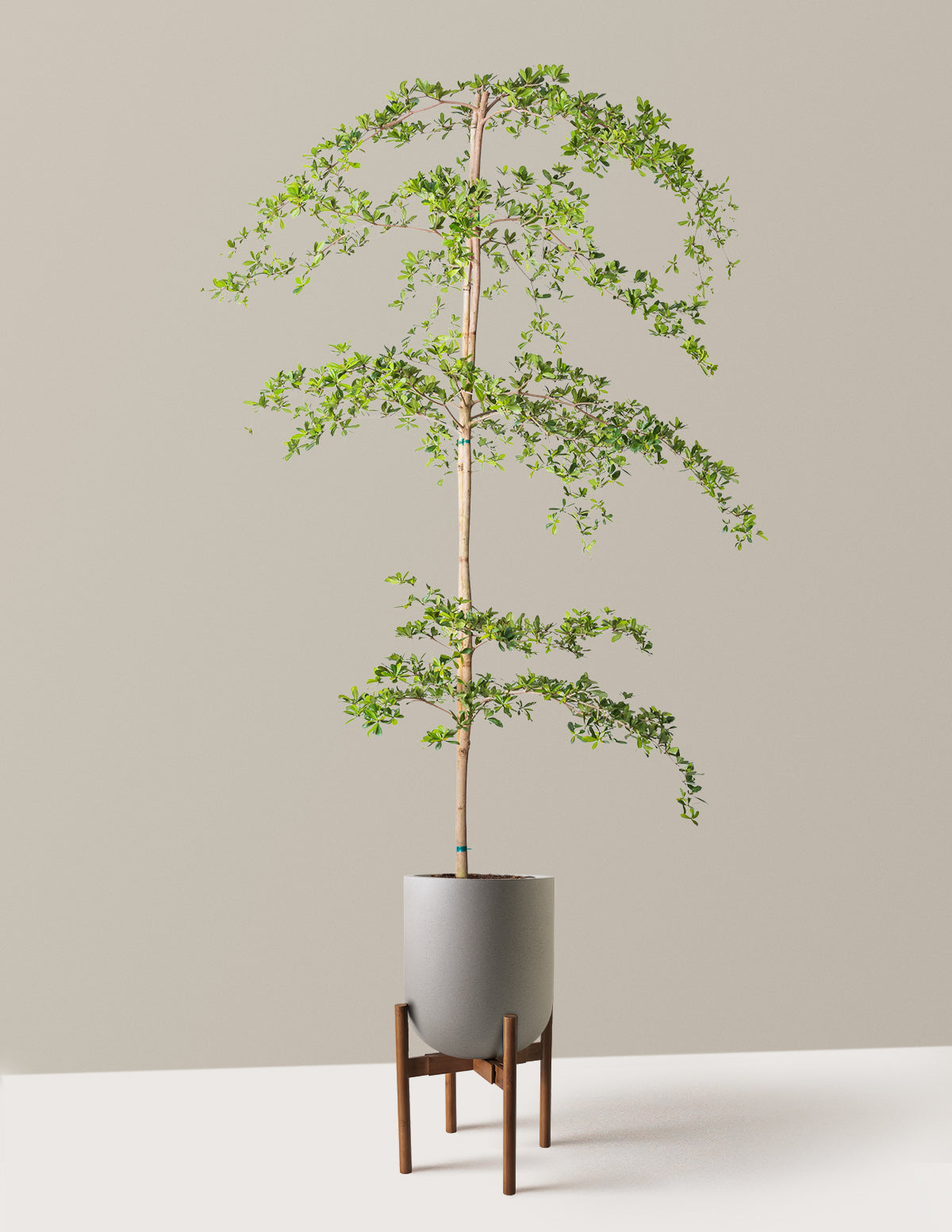 Black Olive Tree