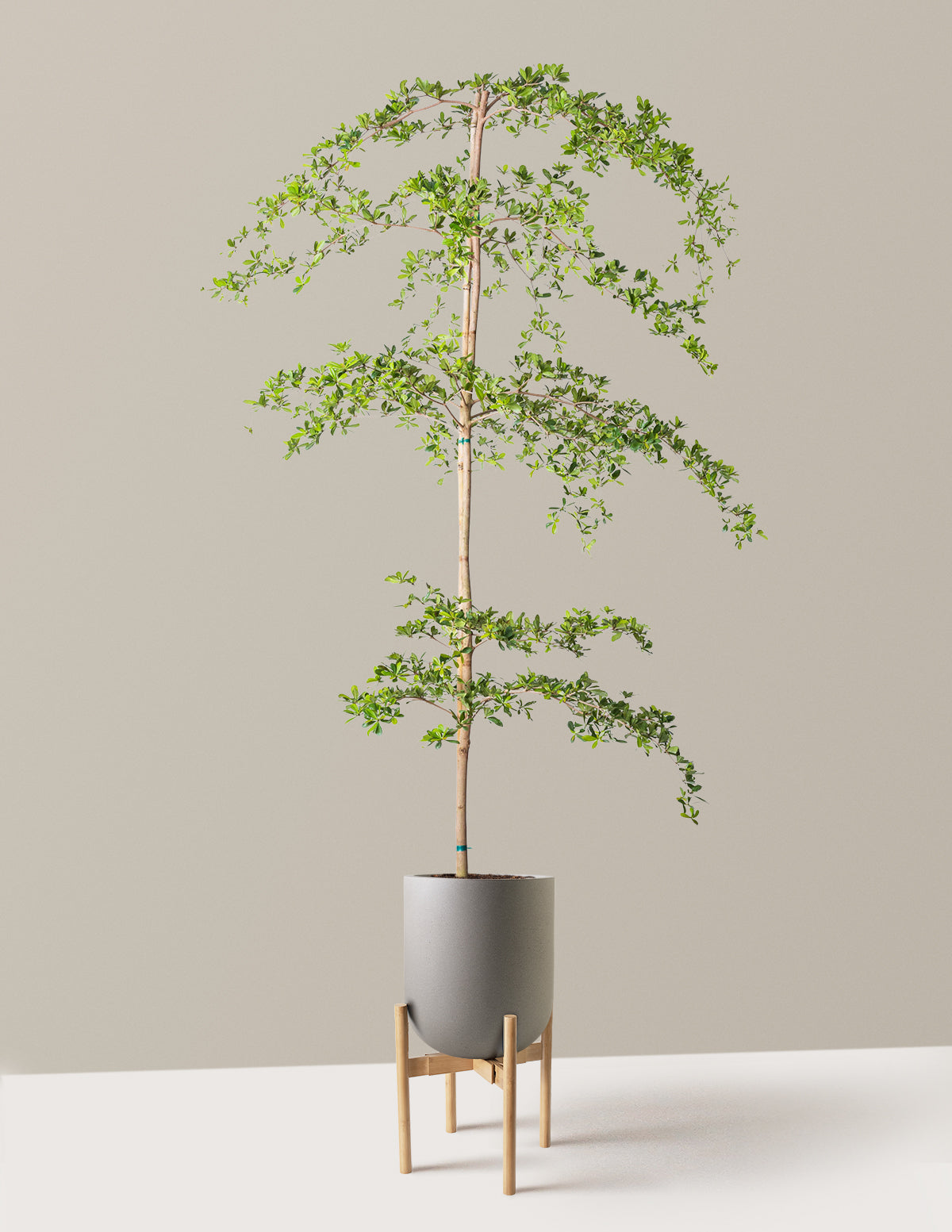 Black Olive Tree