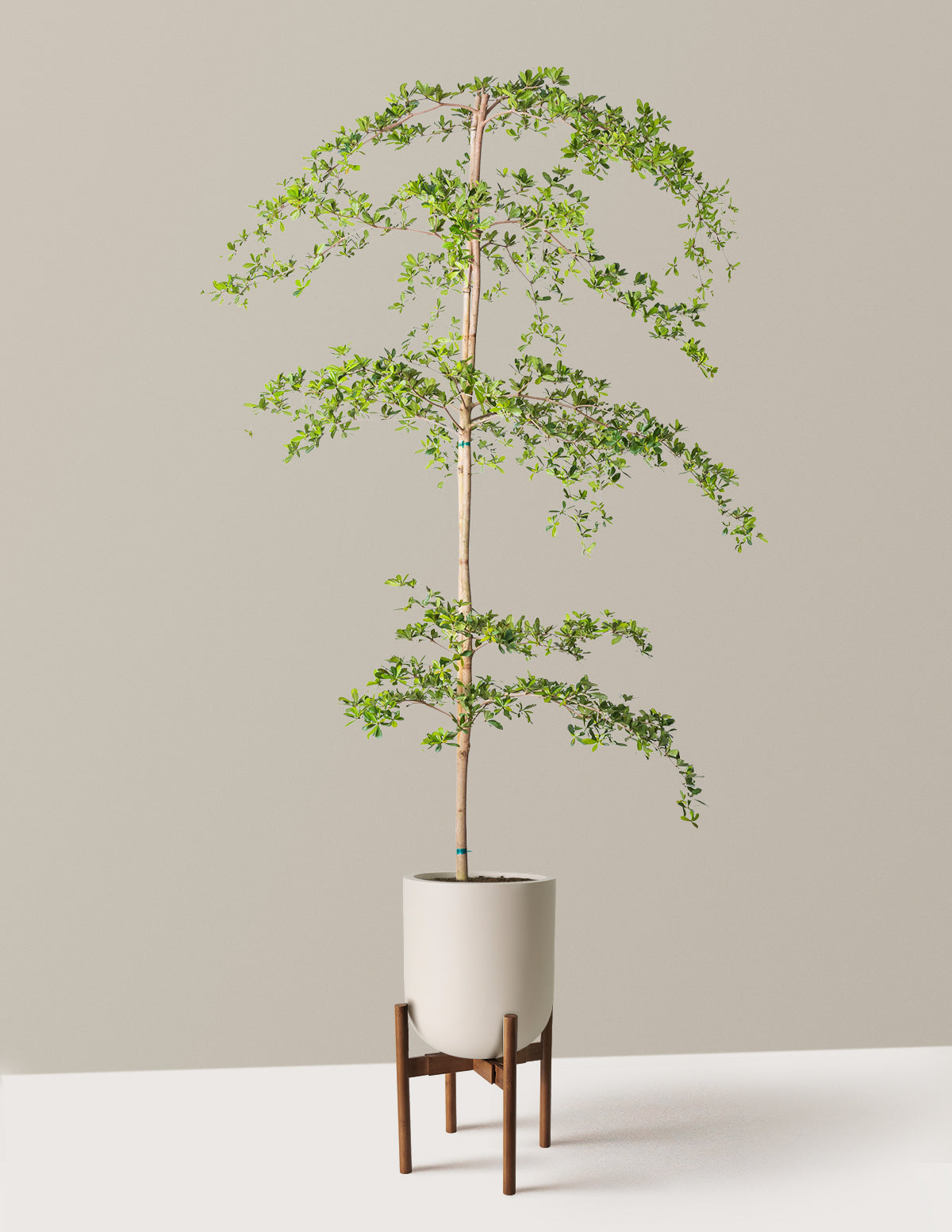 Black Olive Tree