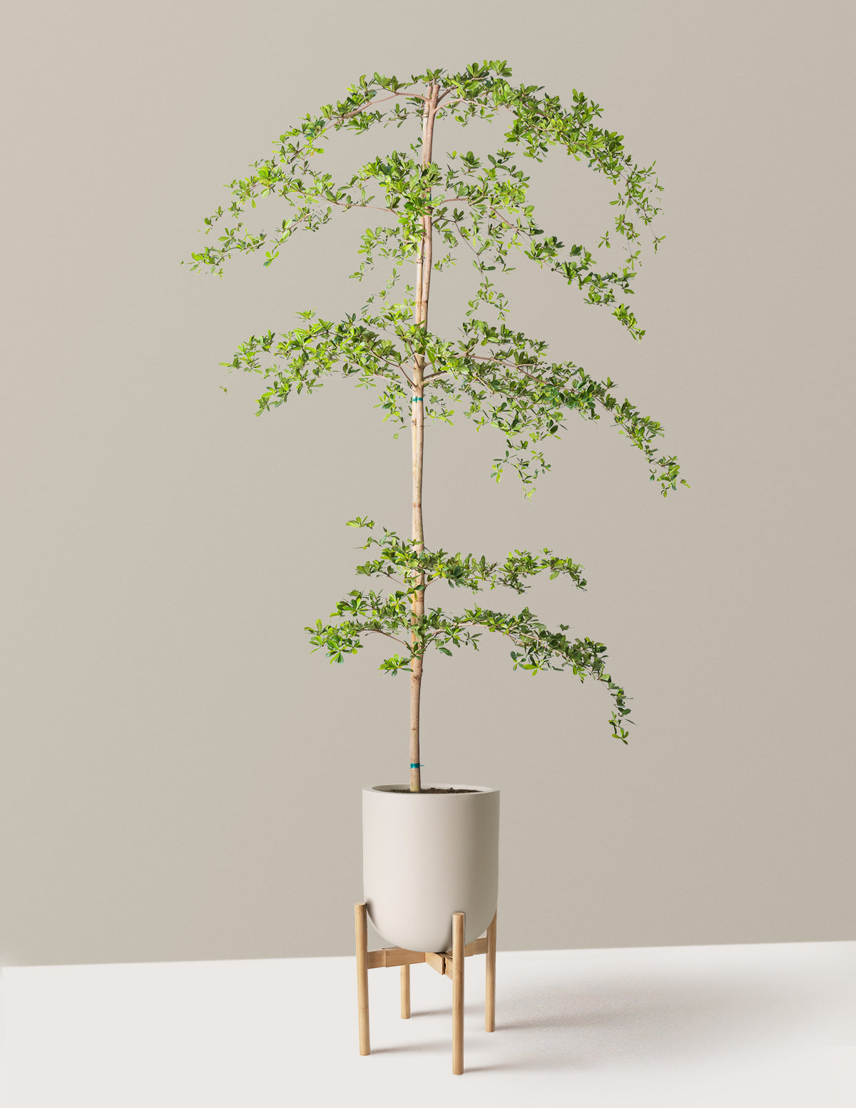 Black Olive Tree