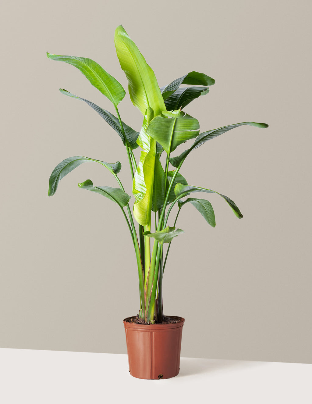 bundle | Extra Large | Grow Pot