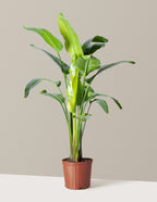 bundle | Extra Large | Grow Pot