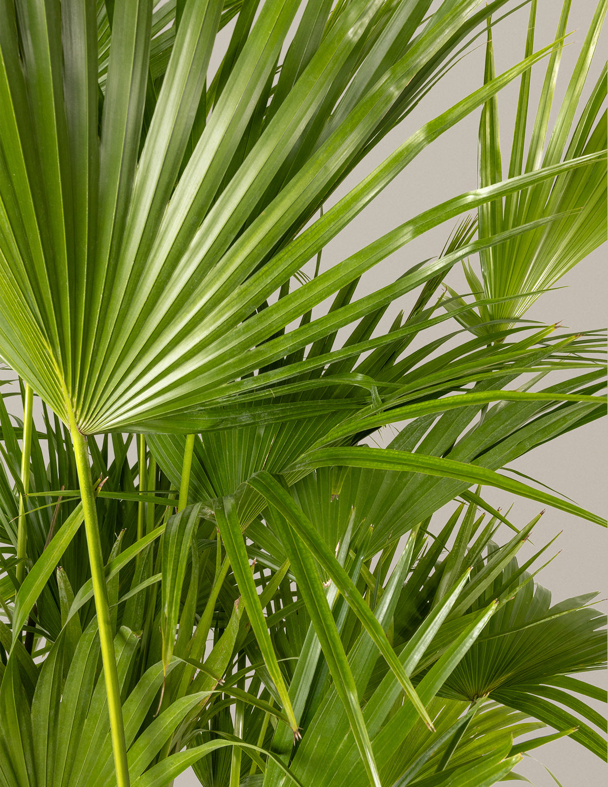 fan palm toxic to cats Fan Palm
