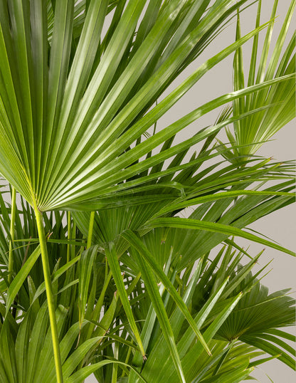 Fan Palm