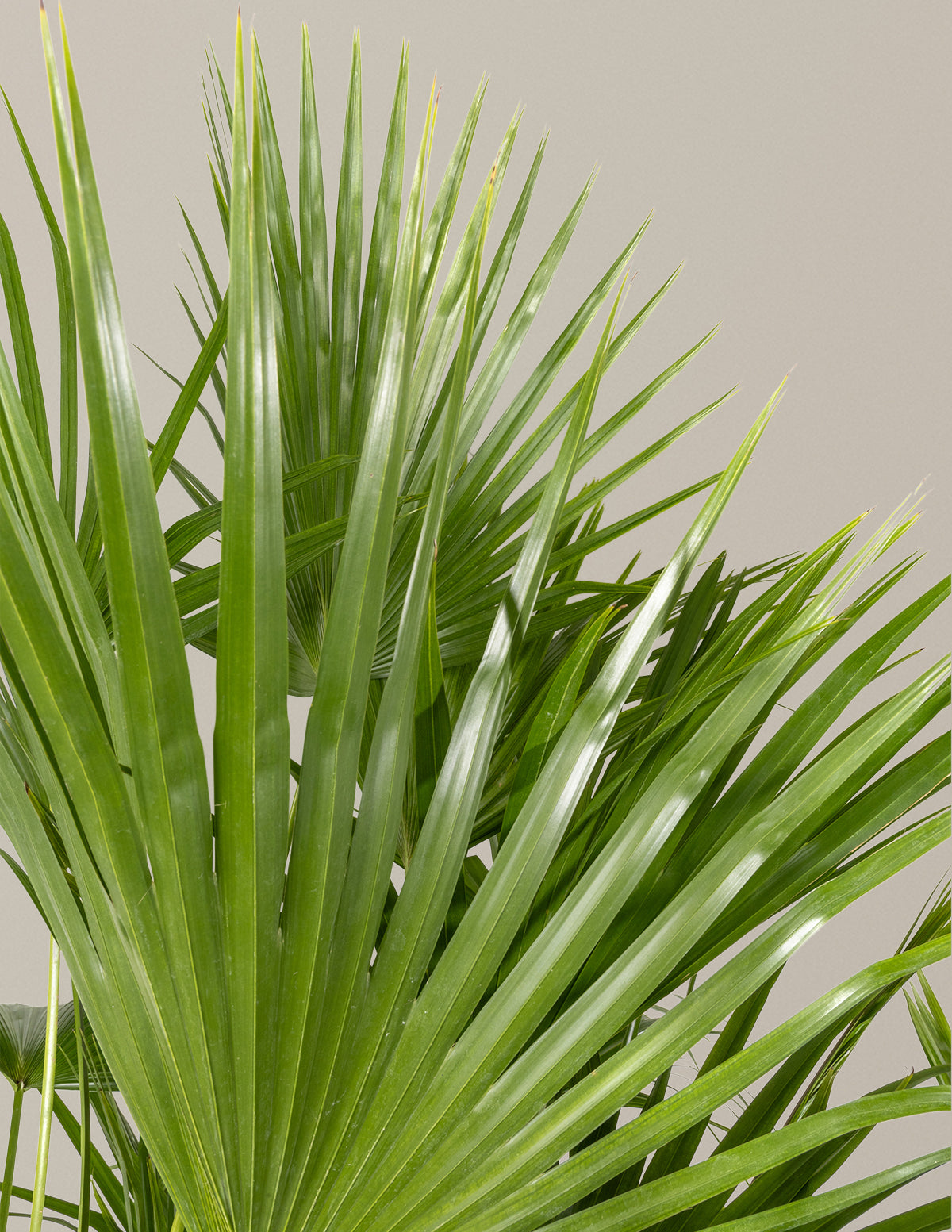 chinese fan palm plant Fan Palm Houseplant - Large (3'-4' tall) Cement Grey Planter