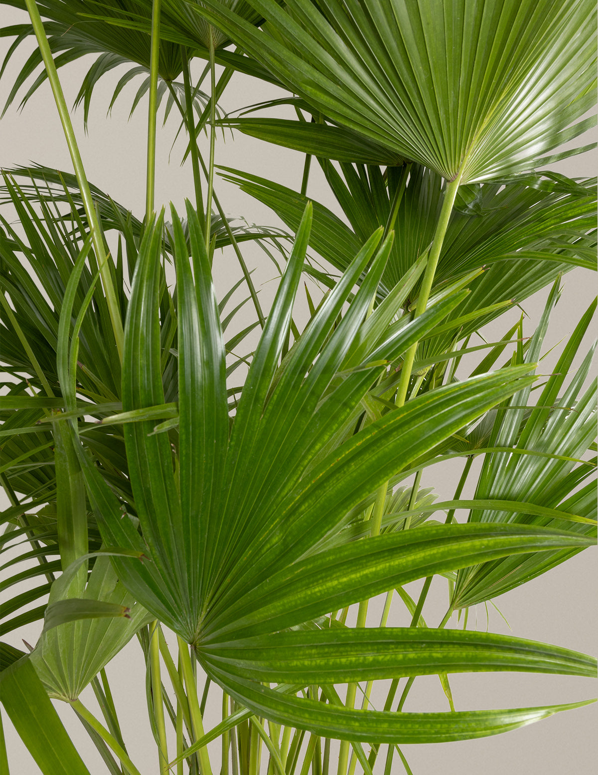 chinese palm plant Fan Palm Houseplant - Large (3'-4' tall) Cement Grey Planter