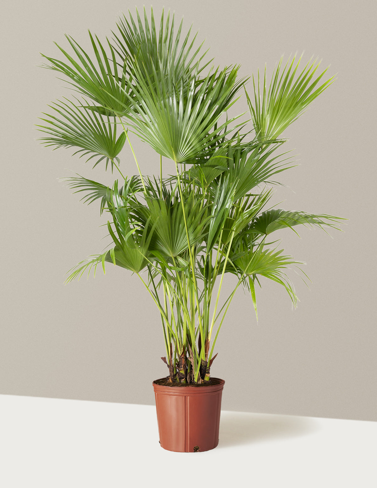 palm fan plant Fan Palm Houseplant - Large (3'-4' tall) Cement Grey Planter