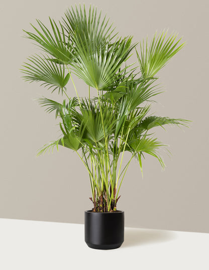 fan palm indoor plant care Fan Palm