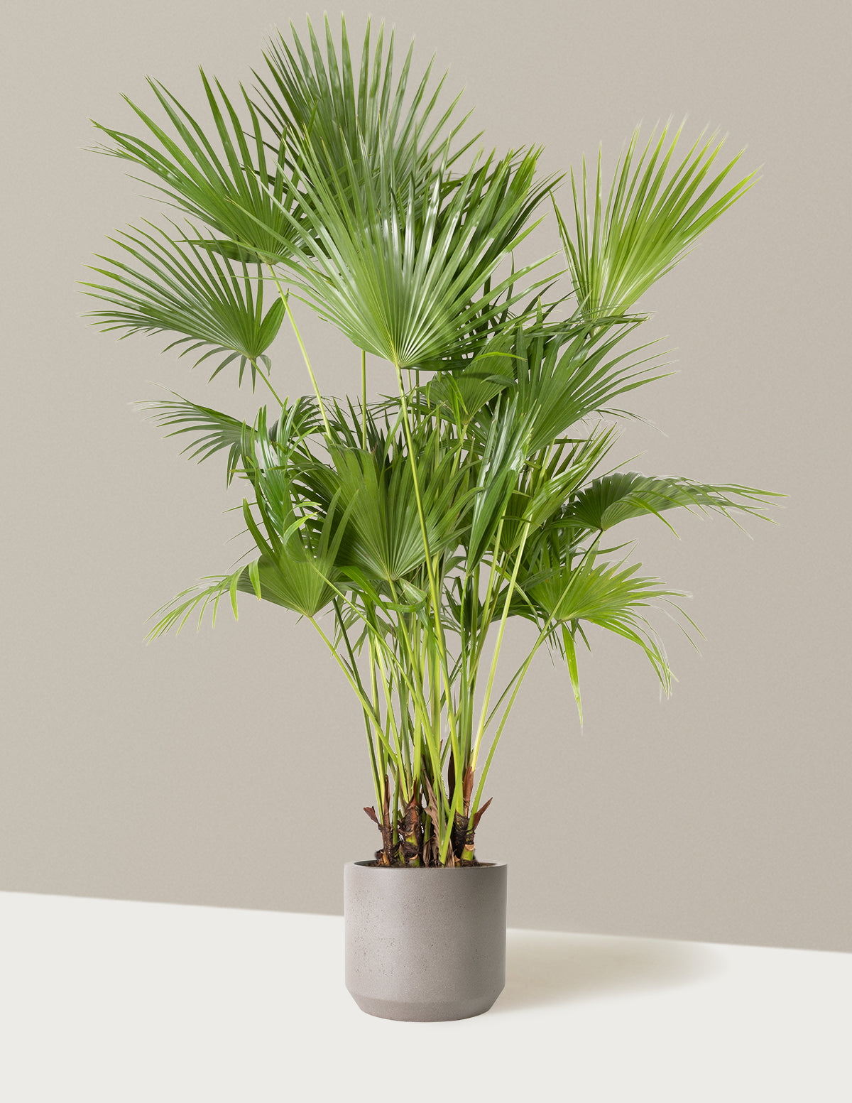 chinese palm plant Fan Palm Houseplant - Large (3'-4' tall) Cement Grey Planter