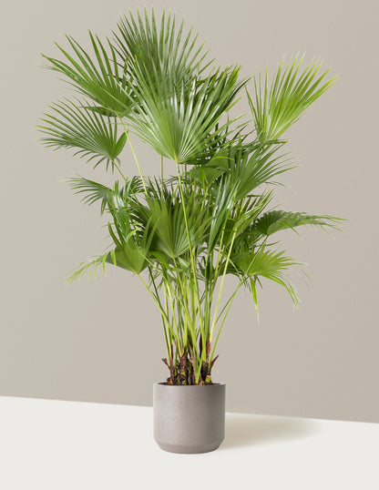 Fan Palm