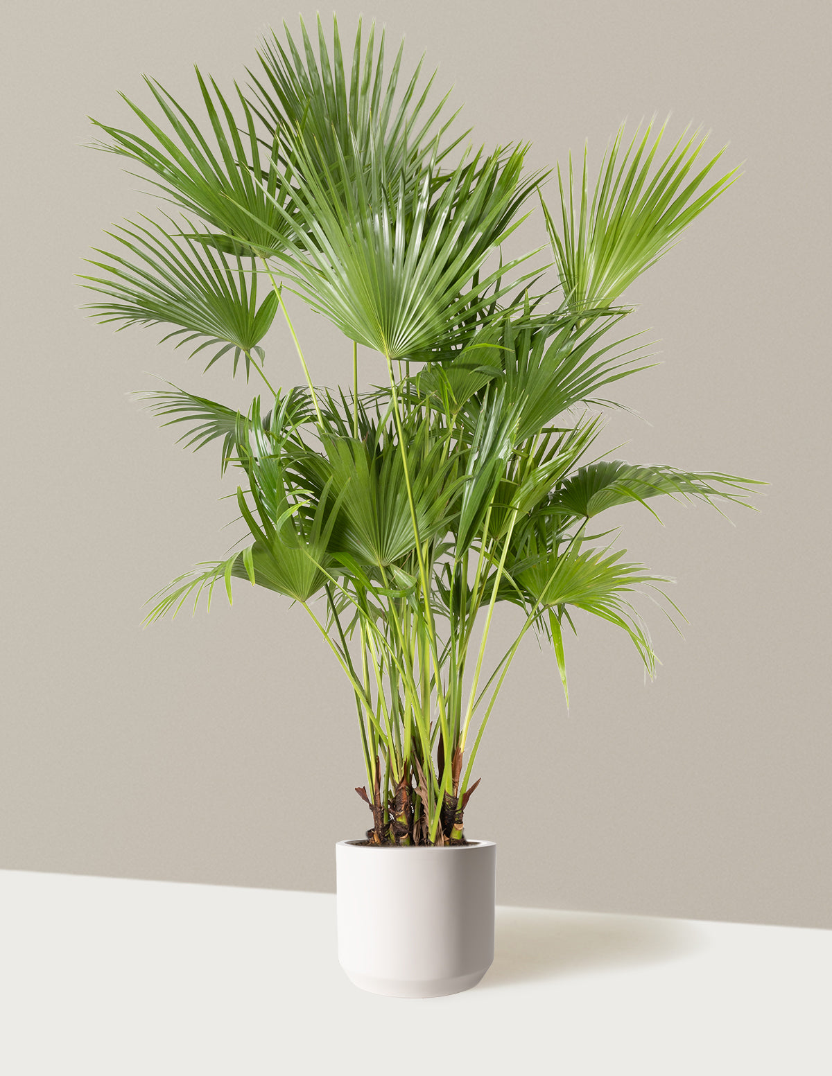 fan like palm plant Fan Palm Houseplant - Large (3'-4' tall) Cement Grey Planter