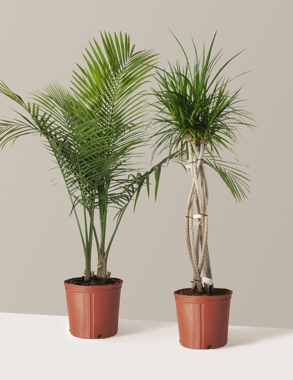 Luxe Grove Duo