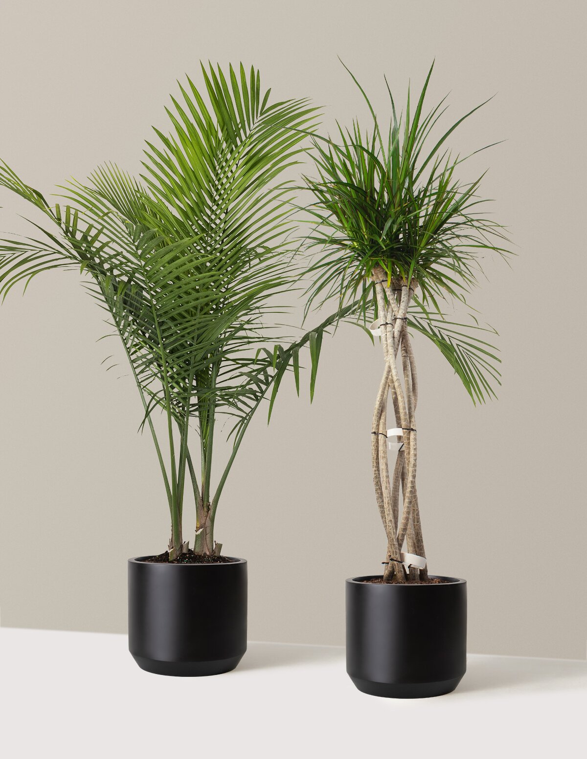 Luxe Grove Duo