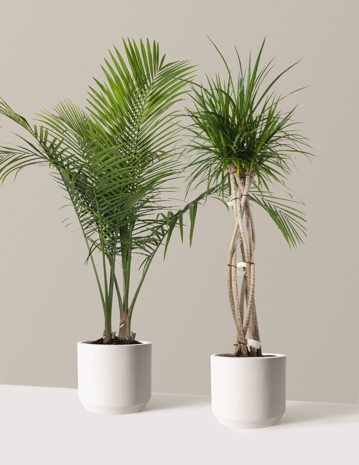 Luxe Grove Duo