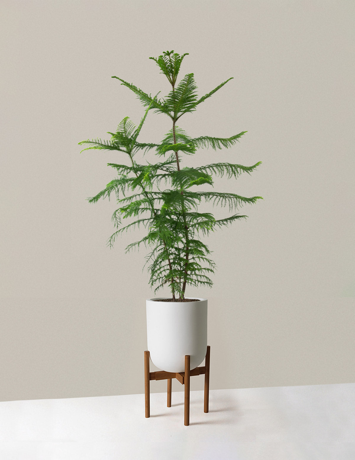 Extra Large Norfolk Island Pine