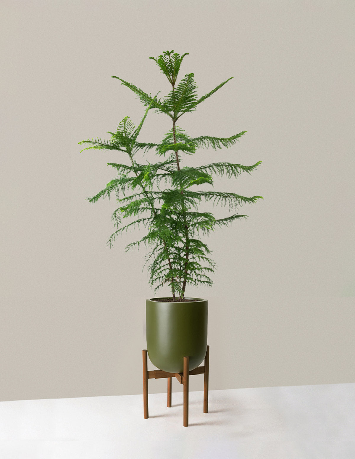 Extra Large Norfolk Island Pine