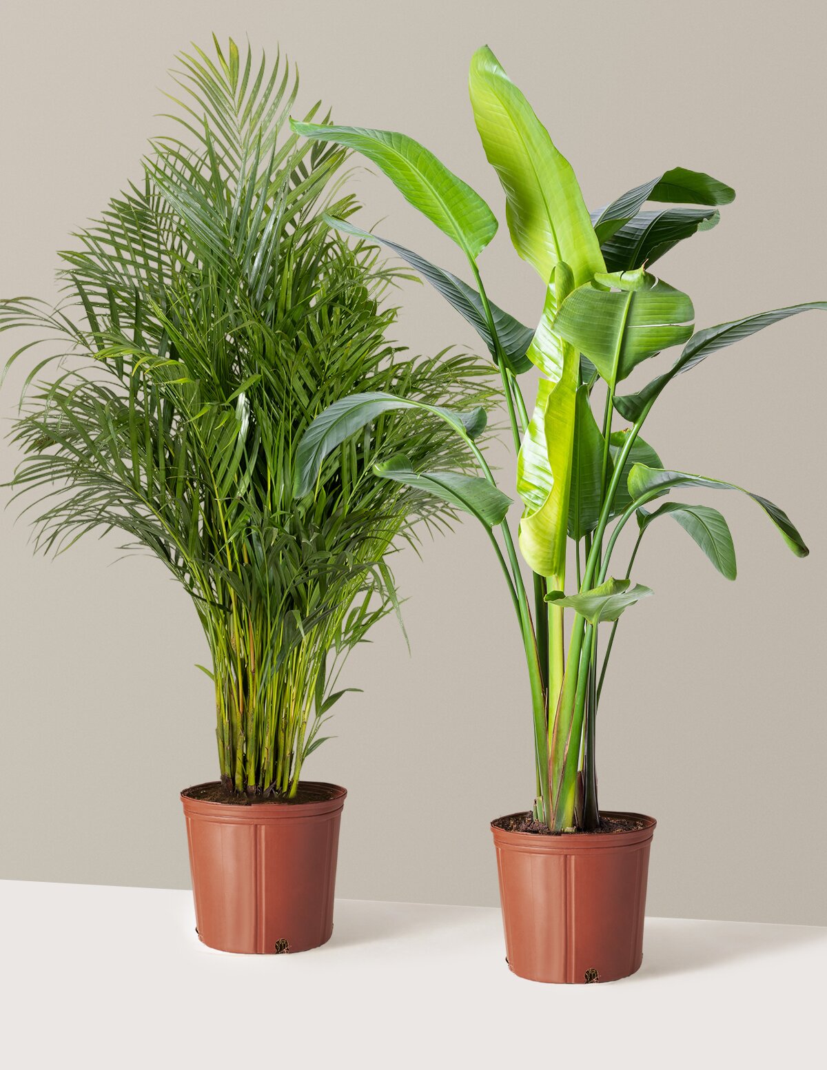 Paradise Pair