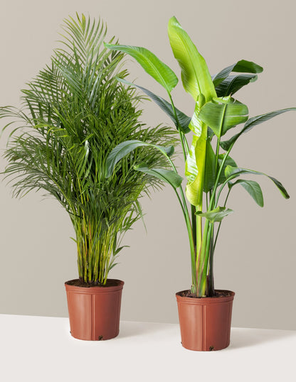 Paradise Pair